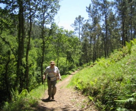 Camino forest